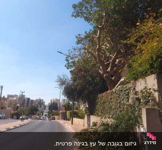 ערימת ענפים גזומים על המדרכה ליד עץ גדול